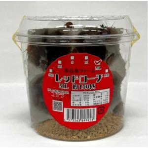 【邑楽ファーム】レッドローチ(ワンコインカップ...の詳細画像1