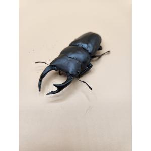 【送料無料】オオクワガタ　SR血統　♂８２mm　1♂2♀ペア｜petgoods-lirya