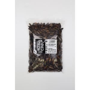 【送料無料】【富城物産・クール便発送】冷凍フタホシコオロギ Lサイズ　約2〜3cm/羽有り　500ｇ/約600匹