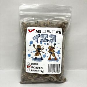 【送料無料・邑楽ファーム・クール便発送】冷凍イエコオロギ　ＭＳサイズ(約2300匹入り)