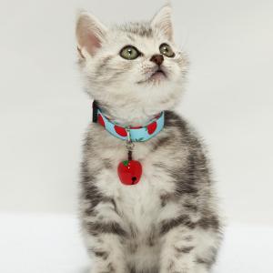 猫 首輪 赤リンゴ かわいい りんご 鈴大きめ...の詳細画像2