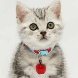 猫 首輪 赤リンゴ かわいい りんご 鈴大きめ...の詳細画像3