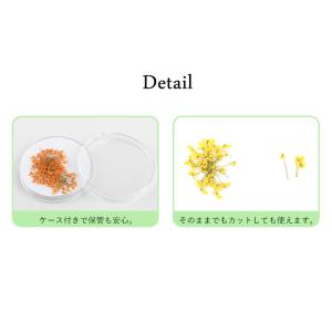 ネイル ジェルネイル ドライフラワー 押し花 ...の詳細画像3