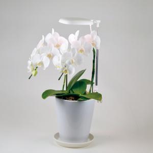 植物育成 プラント 園芸 植物 観葉植物 開花...の詳細画像4