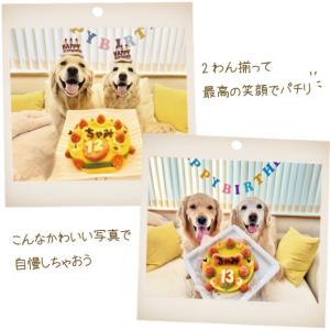 犬 ケーキ 誕生日 無添加 犬用ケーキ 誕生日...の詳細画像3