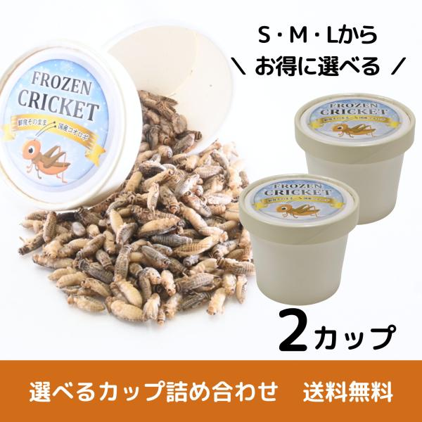 【送料無料 国産冷凍コオロギ】選べるサイズ 2カップ 詰め合わせ はちゅめし 爬虫類エサ 無添加 無...