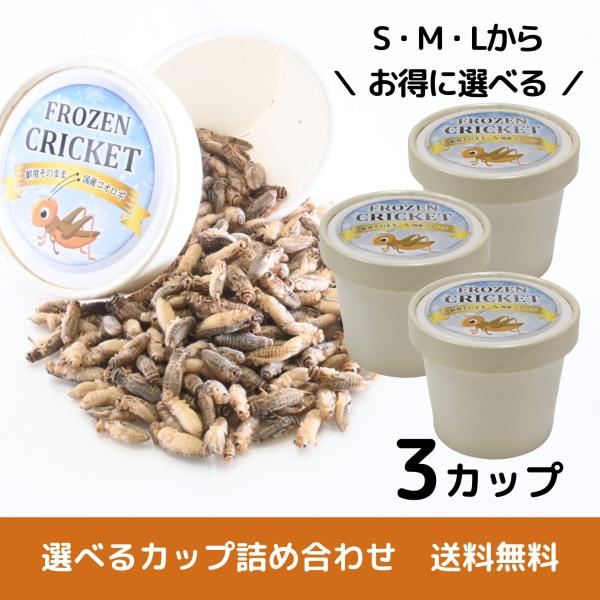 【送料無料 国産冷凍コオロギ】選べるサイズ 3カップ 詰め合わせ はちゅめし 爬虫類エサ 無添加 無...