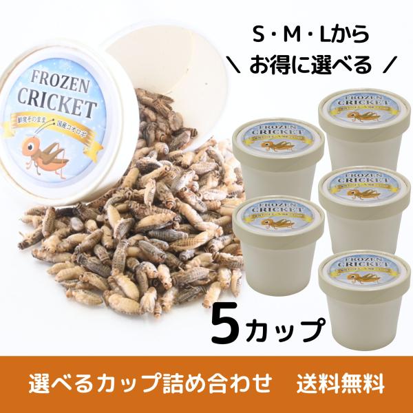 【送料無料 国産冷凍コオロギ】選べるサイズ 5カップ 詰め合わせ はちゅめし 爬虫類エサ 無添加 無...
