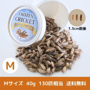 【送料無料 国産冷凍コオロギ】Mサイズ 40g はちゅめし 爬虫類エサ 無添加 無着色 ヨーロッパイエコオロギ