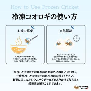 【送料無料 国産冷凍コオロギ】Sサイズ 30g...の詳細画像2