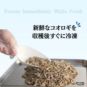 【送料無料 国産冷凍コオロギ】Sサイズ 30g...の詳細画像3