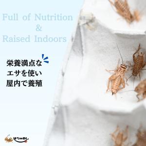 【送料無料 国産冷凍コオロギ】Sサイズ 30g...の詳細画像5