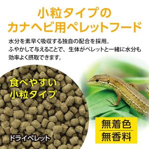 GEX エキゾテラ バグリッチ カナヘビブレン...の詳細画像4