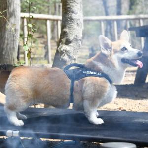 GEWALKワイルドエクスプローラーハーネスXS 犬 いぬ イヌ DOG 首輪 ハーネス リード リーシュ｜petsrepublic