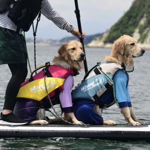【GEWALK　ジウォーク】ウェーブライダー エコ ライフジャケット 犬用【2XL】犬 いぬ イヌ DOG 服 アウトドア