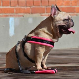 TRE PONTI トレポンティハイジェニックバッグディスペンサー 犬 いぬ