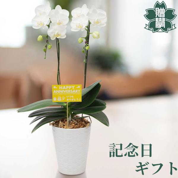 記念日 プレゼント ギフト 胡蝶蘭アマビリス4号 陶器鉢 皿付き メッセージカード 洋ラン 洋蘭 4...