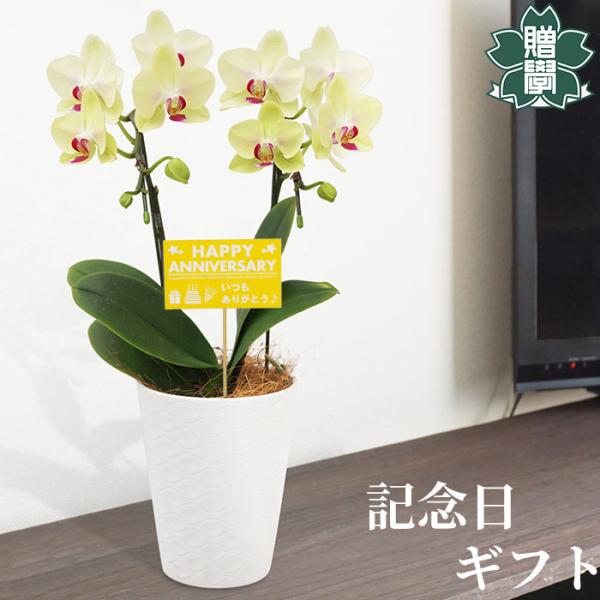 記念日 プレゼント ギフト 胡蝶蘭イエロー4号 陶器鉢 皿付き メッセージカード 洋ラン 洋蘭 40...