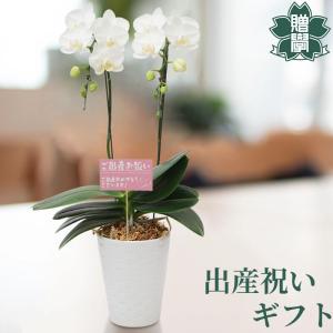 母の日 Mother's Day 胡蝶蘭【マザーチーク】5号鉢 2本立ち 陶器鉢