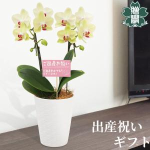 母の日 Mother's Day 胡蝶蘭【マザーチーク】5号鉢 2本立ち 陶器鉢