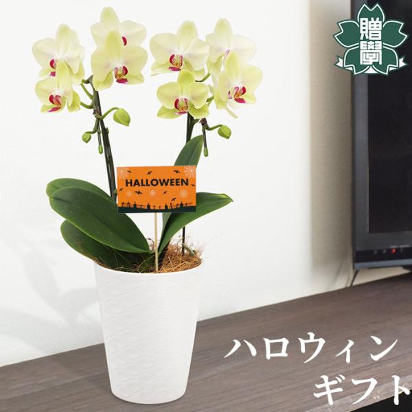 ハロウィン プレゼント ギフト 胡蝶蘭イエロー4号 陶器鉢 皿付き メッセージカード 洋ラン 洋蘭 ...