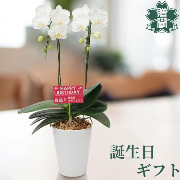 誕生日 プレゼント ギフト 胡蝶蘭アマビリス4号 陶器鉢 皿付き メッセージカード 洋ラン 洋蘭 4...