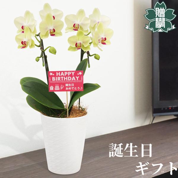誕生日 プレゼント ギフト 胡蝶蘭イエロー4号 陶器鉢 皿付き メッセージカード 洋ラン 洋蘭 40...