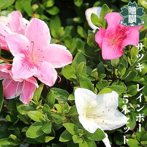 さつき　大盃 サツキ【大盃（オオサカズキ）】樹高約0.3m、幅約0.6m | 神