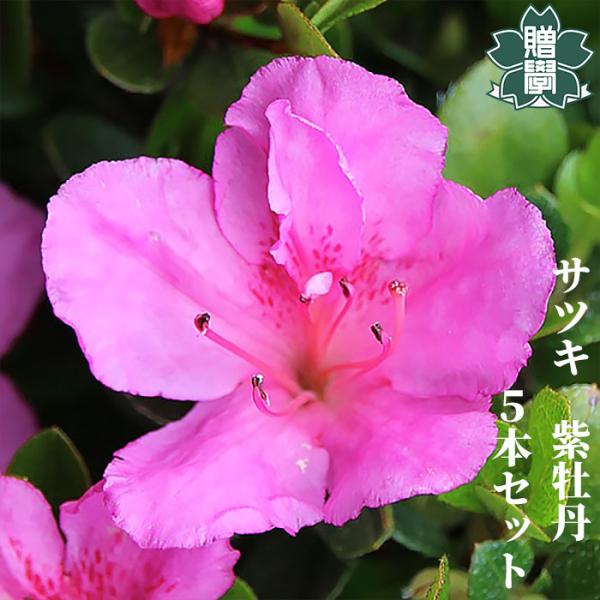 サツキツツジ 苗 紫牡丹 5本セット 記念樹 ギフト プレゼント 常緑 庭木 植木 低木 皐月 躑躅...