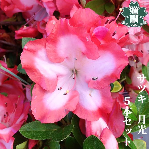 サツキツツジ 苗 月光 5本セット 記念樹 ギフト プレゼント 常緑 庭木 植木 低木 皐月 躑躅 ...