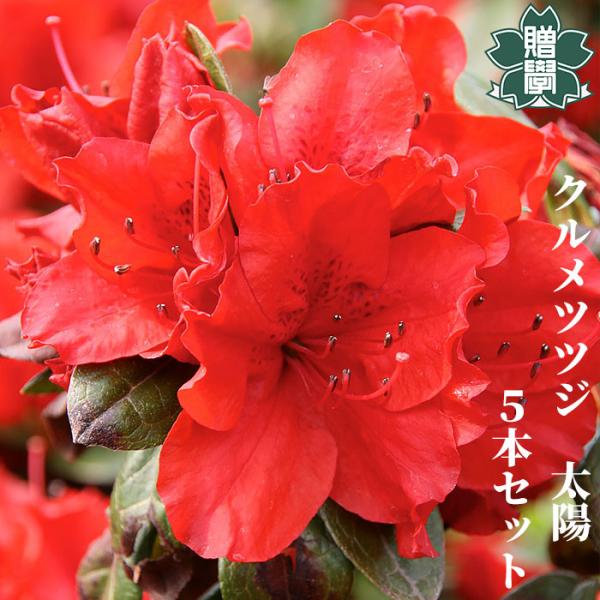 クルメツツジ 苗 太陽 5本セット 記念樹 ギフト プレゼント 常緑 庭木 植木 低木 久留米 躑躅...