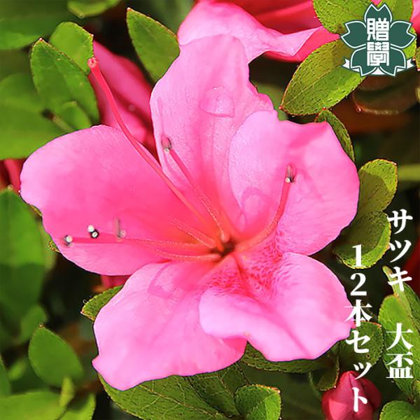 サツキツツジ 苗 大盃 12本セット 記念樹 ギフト プレゼント 常緑 庭木 植木 低木 皐月 躑躅...