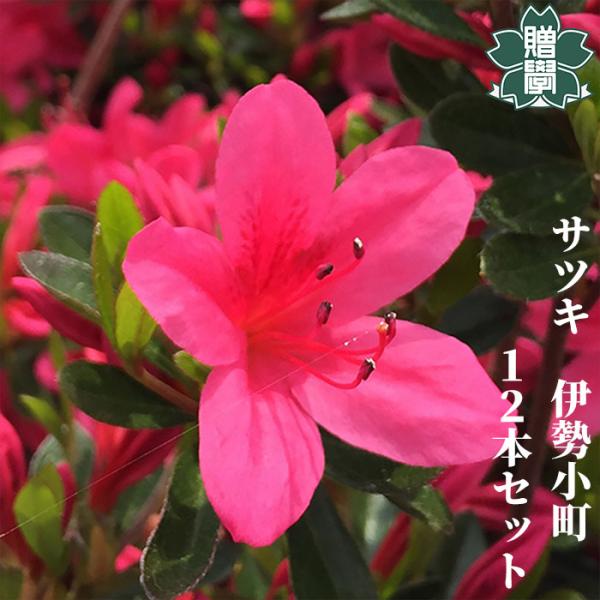サツキツツジ 苗 伊勢小町 12本セット 記念樹 ギフト プレゼント 常緑 庭木 植木 低木 皐月 ...
