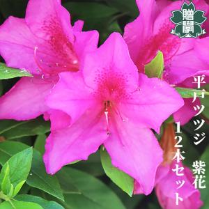 記念樹 ヒラドツツジ 苗 紫花 12本セット ギフト プレゼント 常緑 庭木 植木 低木 平戸 躑躅 ひらど つつじ｜私立プランツギフト学園