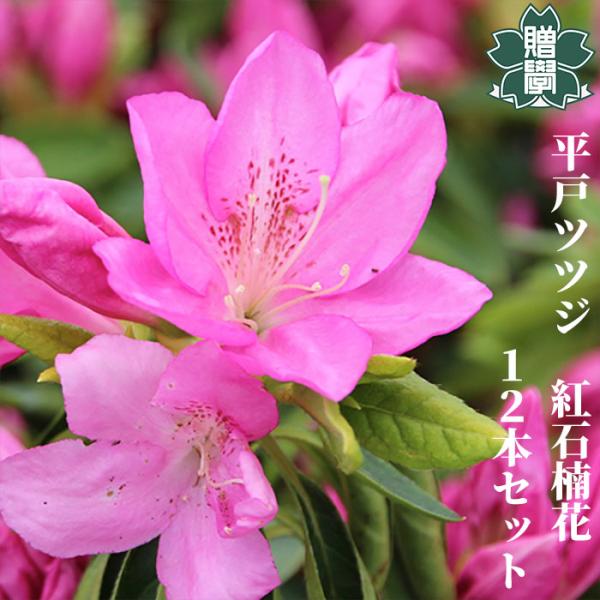 ヒラドツツジ 苗 紅石楠花 12本セット 記念樹 ギフト プレゼント 常緑 庭木 植木 低木 平戸 ...