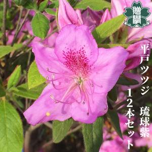 ヒラドツツジ 苗 琉球紫 12本セット 記念樹 ...の商品画像