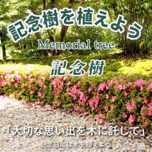 ヒラドツツジ 苗 琉球紫 12本セット 記念樹...の詳細画像1