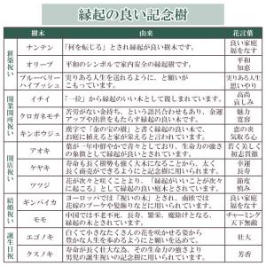 ヒラドツツジ 苗 琉球紫 12本セット 記念樹...の詳細画像2