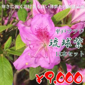 ヒラドツツジ 苗 琉球紫 12本セット 記念樹...の詳細画像3