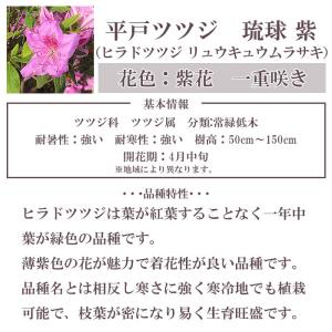ヒラドツツジ 苗 琉球紫 12本セット 記念樹...の詳細画像4