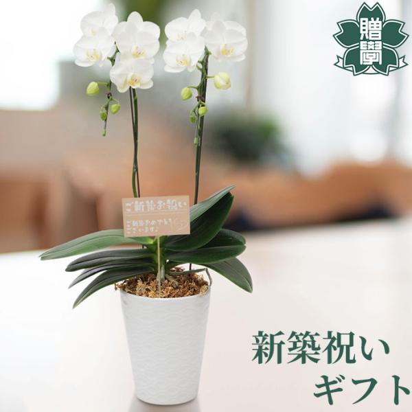 新築お祝い プレゼント ギフト 胡蝶蘭アマビリス4号 陶器鉢 皿付き メッセージカード 洋ラン 洋蘭...