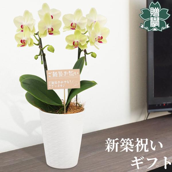 新築お祝い プレゼント ギフト 胡蝶蘭イエロー4号 陶器鉢 皿付き メッセージカード 洋ラン 洋蘭 ...