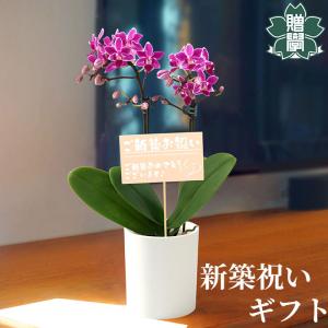母の日 Mother's Day 胡蝶蘭【マザーチーク】5号鉢 2本立ち 陶器鉢