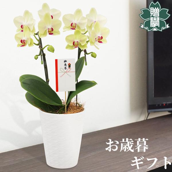 お歳暮 プレゼント ギフト 胡蝶蘭イエロー4号 陶器鉢 皿付き メッセージカード 洋ラン 洋蘭 40...
