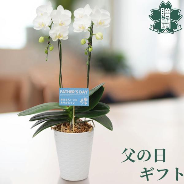 父の日 花 プレゼント ギフト 胡蝶蘭アマビリス4号 陶器鉢 皿付き メッセージカード 洋ラン 洋蘭...