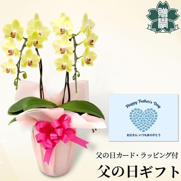 父の日 プレゼント ギフト 胡蝶蘭イエロー4号 陶器鉢 ラッピング メッセージカード 洋ラン 洋蘭 ...