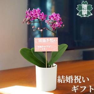 胡蝶蘭 ( 白黄 ) コチョウラン 光触媒 室内 インテリア 雑貨 置くだけ