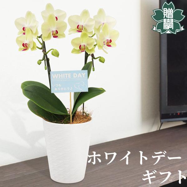 ホワイトデー プレゼント ギフト 胡蝶蘭イエロー4号 陶器鉢 皿付き メッセージカード 洋ラン 洋蘭...
