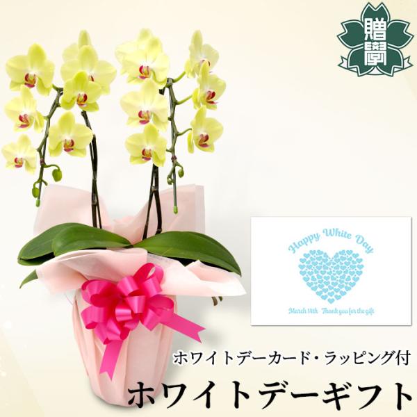 ホワイトデー プレゼント ギフト 胡蝶蘭イエロー4号 陶器鉢 ラッピング メッセージカード 洋ラン ...