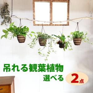 観葉植物 2種類 まとめ買い 吊れる観葉植物 送料無料 お買い得 ポトス コウモリラン アイビー ヘデラ 即日出荷